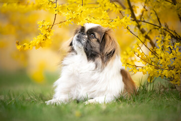 Pies rasy pekińczyk w kwiatach forsycji  - obrazy, fototapety, plakaty