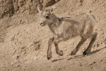 Fototapeta premium Bighorn Sheep Lamb Running