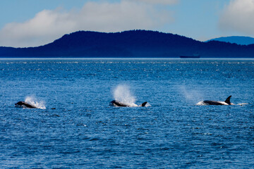 three orca surfacing
