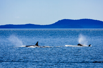 orca in puget sound