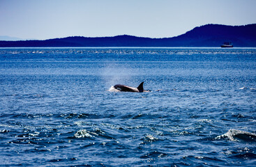 orca whale and mountains