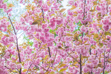 Obraz na płótnie Canvas Japanese Flowering Cherry, National Flower of Japan. Japanese Cherry Blossom, Sakura, East Asian Cherry, Prunus Serrulata, Spring Day In Garden. Ornamental Cherry Blossom Trees. 