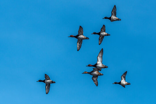 Ring-necked Ducks (Aythya collaris) and Redheads (Aythya americana) in Flight