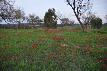 Fototapeta na wymiar field of poppies in spring