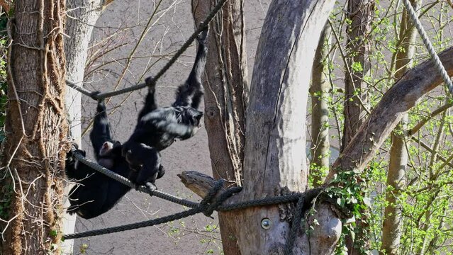 The black-headed spider monkey, Ateles fusciceps is a species of spider monkey, a type of New World monkey, from Central and South America.