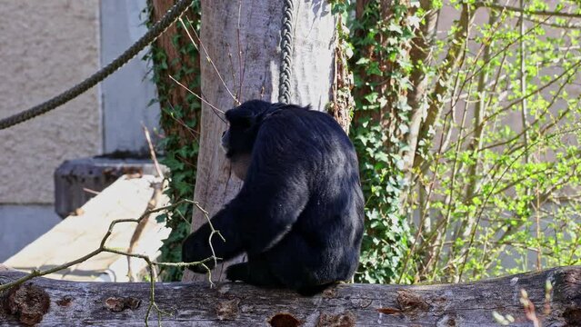 The black-headed spider monkey, Ateles fusciceps is a species of spider monkey, a type of New World monkey, from Central and South America.