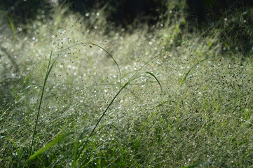 Panicum capillare plants that are dense and exposed to dew drops in the morning - obrazy, fototapety, plakaty