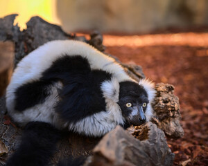 Ruffed lemur is sitting on a ground with a long beautiful tail. Animal of Madagascar is enjoying the sun, Africa.  © Oksana