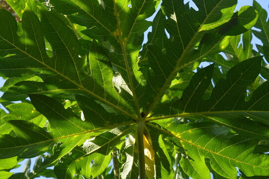 green papaya leaf background in the garden, herbal concept, useful for overcoming digestive problems