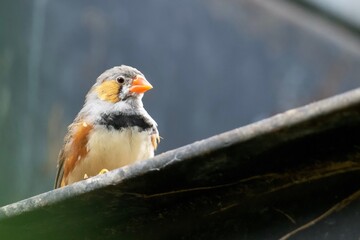 Oiseau