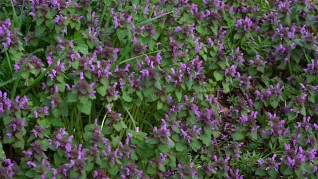 Purple Dead Nettle on slight breeze, picking (Lamium purpureum) - (4K)