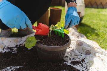 Fototapeta premium A woman is planting flowers in her backyard garden with planting tools during a sunny day
