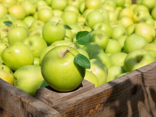 Organic Fresh Apples in a wooden crate in an apple orchard.