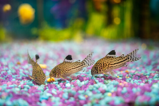 Corydoras trilineatus julii fish in a home aquarium