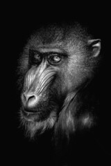 portrait of a baboon in black and white