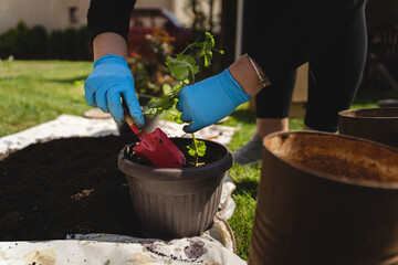 A woman is planting flowers in her backyard garden with planting tools during a sunny day