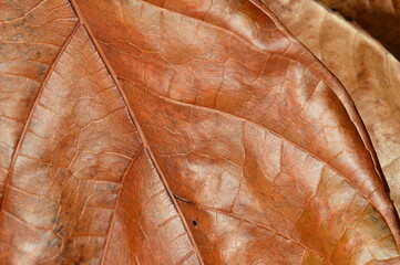 background closeup of dried leaves in the garden