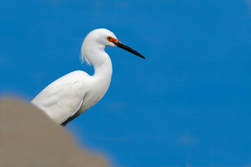The snowy egret with  full red breeding plumage. An Egretta thula is in wild. White bird is isolated with blue water background .