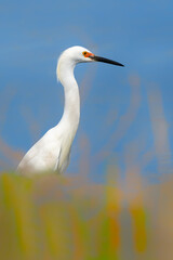 The snowy egret with  full red breeding plumage. An Egretta thula is in wild. White bird is isolated with blue water background and  blurred golden ,green marsh grass in the foreground.