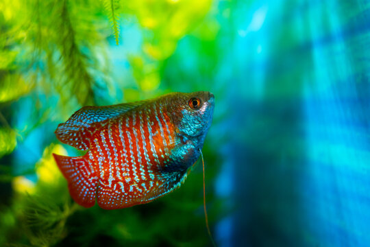 Lalius, colisa lalia fish in a home aquarium