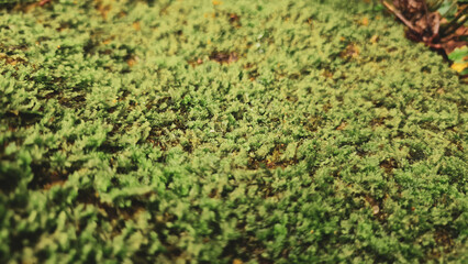 Detalhe de um musgo de uma pedra em floresta amazônica 