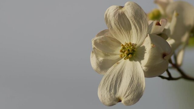 Tokyo, Japan - April 19, 2022: Flowers of flowering dogwood under blue sky
