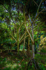 
2022-04-18 A GROVE OF MATURE HALA TREES ON THE ISLAND OF KAUAI HAWAII