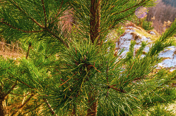 Close view of a green pine tree with long fluffy needles. Blurred background.