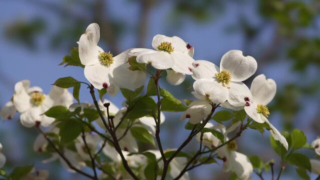 Tokyo, Japan - April 19, 2022: Flowers of flowering dogwood under blue sky
