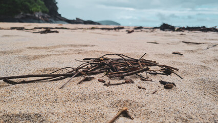 Detalhe de gravetos na praia e mar de fundo