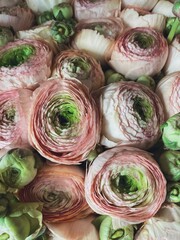 pink white green flowers