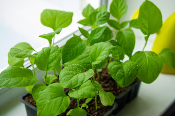 Box with seedlings is on windowsill at home. Growing vegetables eggplant sprouts from seeds at home.