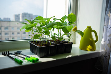 Box with seedlings is on windowsill at home. Growing vegetables eggplant sprouts from seeds at home. - obrazy, fototapety, plakaty