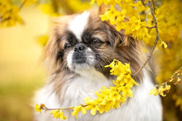 Portret psa rasy pekińczyk w kwiatach forsycji  - obrazy, fototapety, plakaty