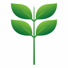 green leaf isolated on white background