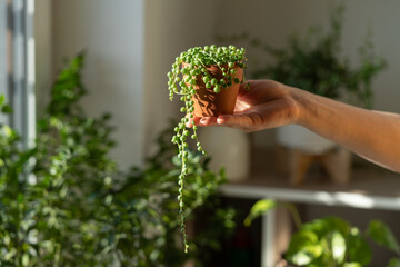 Closeup of woman hand holding small terracotta pot with Senecio Rowleyanus commonly known as a string of pearls, home interior on blurred background. Sunlight. Hobby, houseplant lovers concept. 