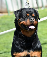 Fototapeta premium a strong rottweiler dog