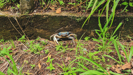 Caranguejo azul com plantas verdes ao seu redor