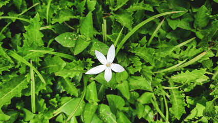 Flores brancas em fundo de grama verde 