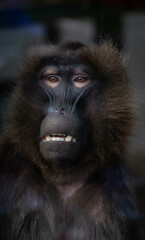 Baboon pressing face up against the glass from inside zoo