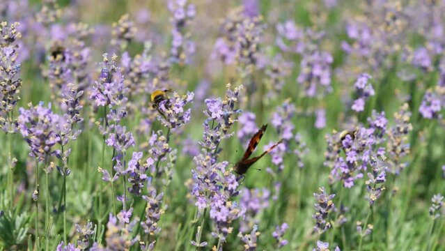 Butterflies and bees on meadow flowers swaying beautifully in the wind. pollination of plants. Summer sunny day. Slow motion 4k