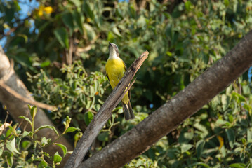 aVES
