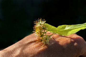 Inflorescence of lime tree lies on back of hand. Close-up, low key. Flowers, fruits and bract of...