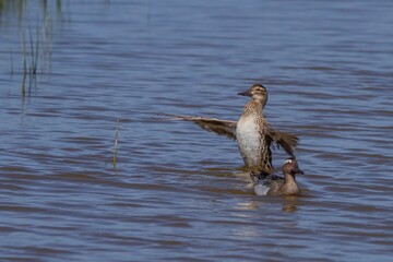 Female Garganey (Spatula querquedula) flapping its wings at the Remolar nature reserve in Viladecans, Barcelona (Spain).