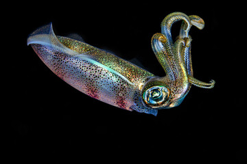 Rainbow transparent squid on macro photo at night black water