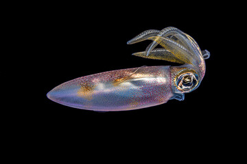 Rainbow squid in a black night water with diver on macro photo