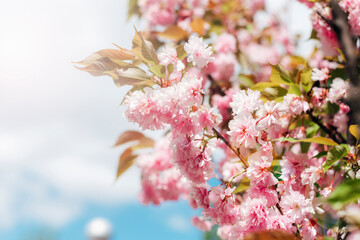 Blooming pink cherry branches against sky in sunlight. Spring background, selective focus