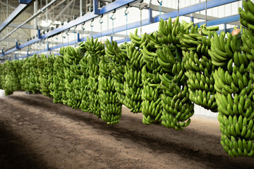 green banana harvesting and packaging © izzetugutmen
