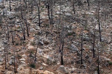 Obraz premium fired forest in Antalya Turkey