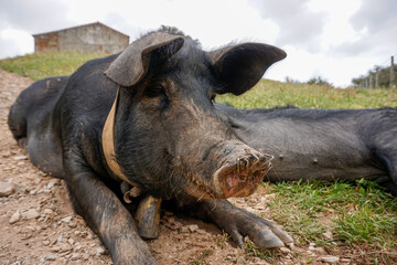 happy pig